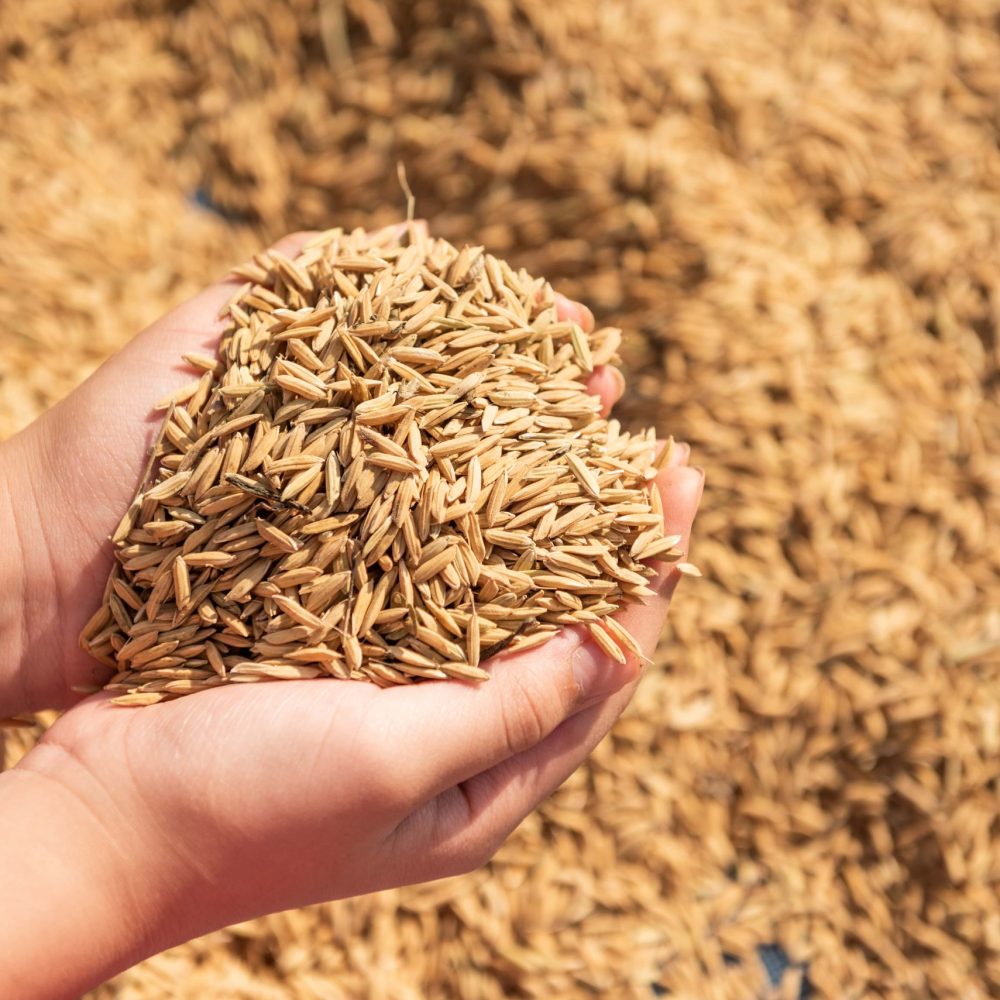 Rice harvest