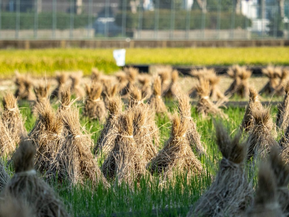 Rice fields